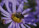 Aster